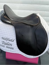 16.5 Brown Bates Caprilli