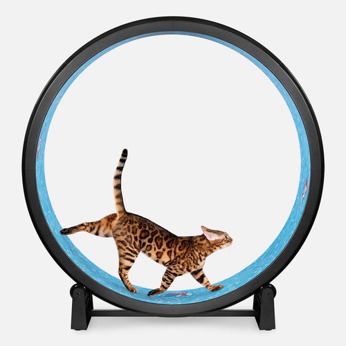 One fast cat - cat, wheel