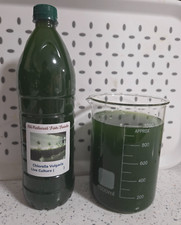 Live Green Water (Chlorella) -