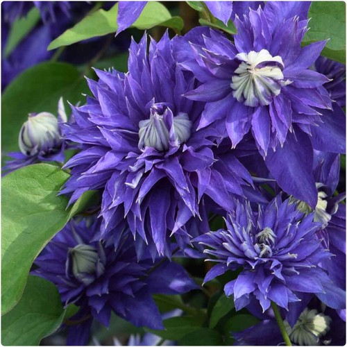 Clematis hybrid multi - clematis, blue'