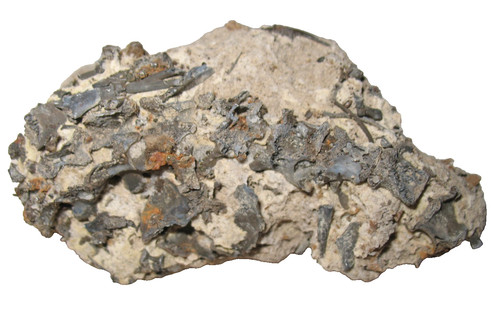 Permian captorhinus fossil - permian,