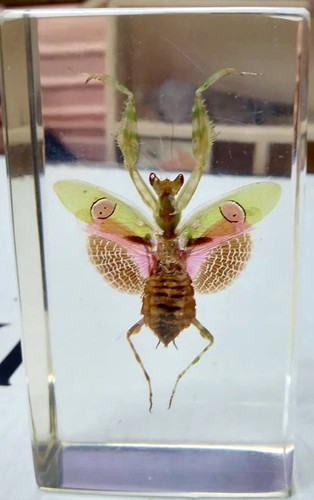 Preserved insect specimen - insect,