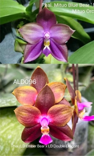 Phalaenopsis mituo blue bear - blue, x