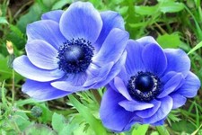 Anemone coronaria blue - anemone,