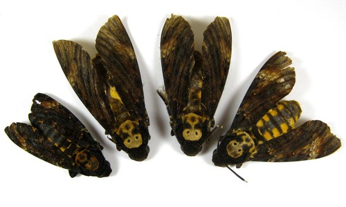 Sphingidae acherontia atropos - sphingidae,