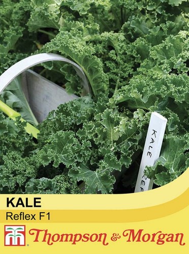 Thompson morgan kale reflex - thompson, &