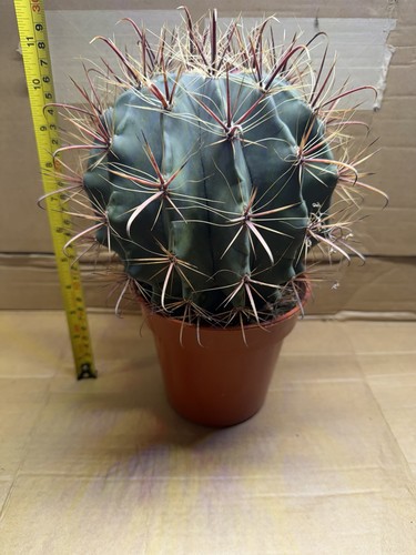 Cactus mature specimen - mature, x1