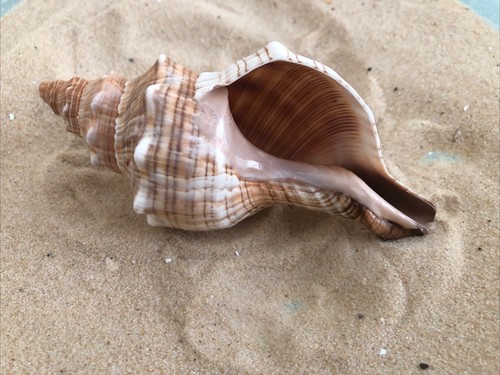 Fox head snail sea shell - snail,