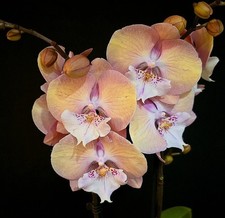 Phalaenopsis "Rainbow Unicorn"