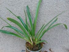 Rare Dracula mantissa orchid