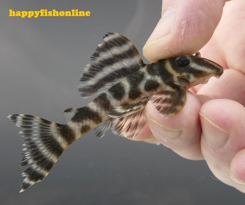 L199 colombian zebra plecos - colombian,