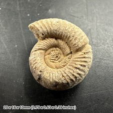 Genuine Perisphinctes Ammonite