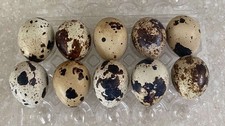 6 coturnix quail eggs