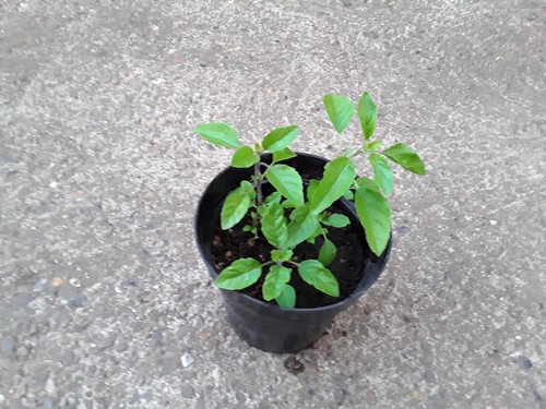 Natural home grown - grown, tulsi