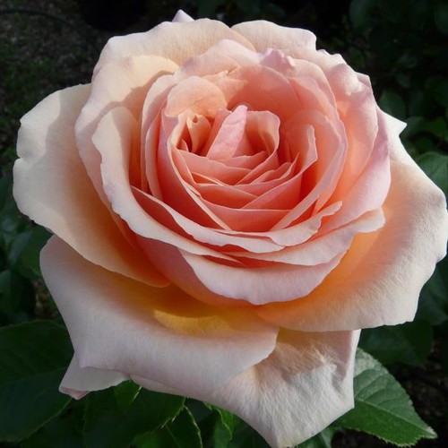 Rose paul - rose,