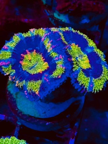 Coral beauties aquatics - beauties,