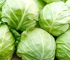 Large Savoy Winter Cabbage White Ball Head - 200x Seeds - Vegetable