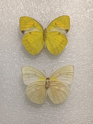 Catopsilia butterfly - catopsilia,