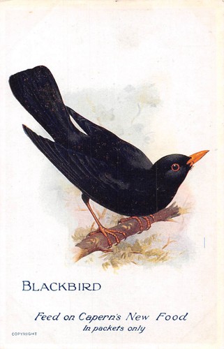 Postcard advert birds - ,