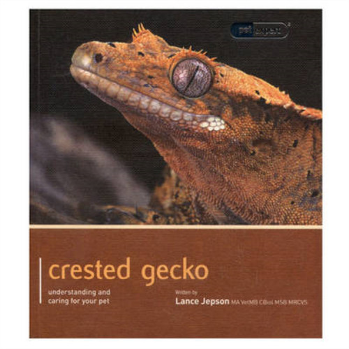 Crested gecko pet expert - crested,