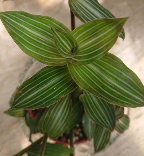 Callisia elegans striped - elegans, |