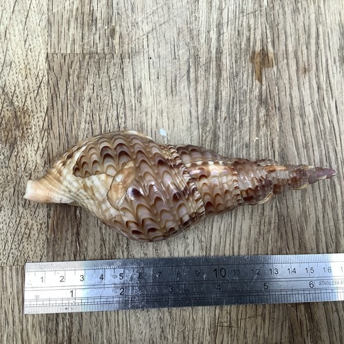 Triton trumpet sea shell - sea,