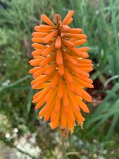 Kniphofia  ‘red hot poker’