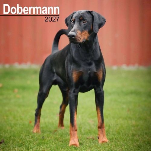 Dobermann calendar 2027 wall - dobermann,