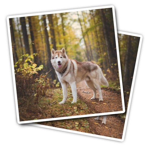 Vinyl stickers siberian - 2x,