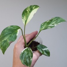Monstera Lechleriana Albo