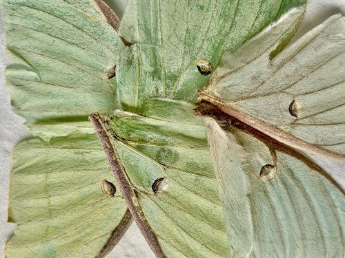 Lot 6pcsgreen luna moth - 6pcsgreen, wings