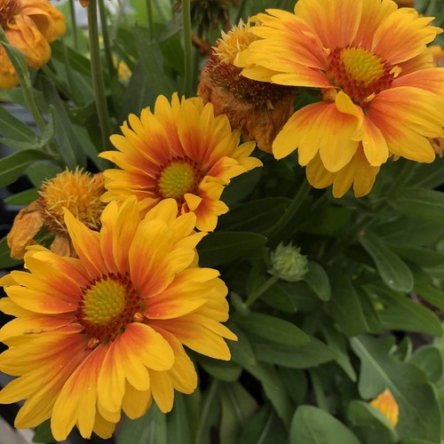 Gaillardia mesa peach - gaillardia, blanket