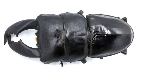 Lucanidae serrognathus - lucanidae,,