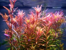 Floratica rotala indica - floratica,