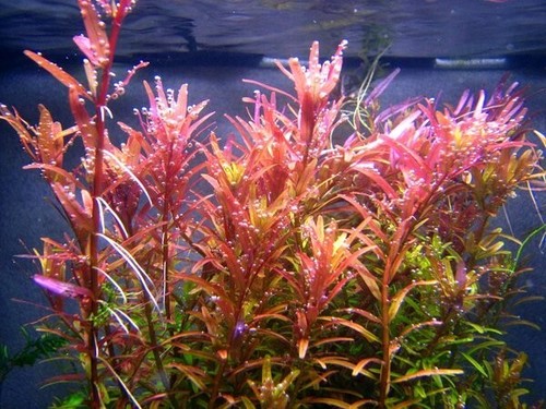 Floratica rotala indica - floratica, 12