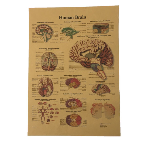 Brain anatomy poster vintage - poster,