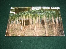 VINTAGE POSTCARD 10' FEET HIGH JERSEY CABBAGES CATTLE CALVES  FARMING