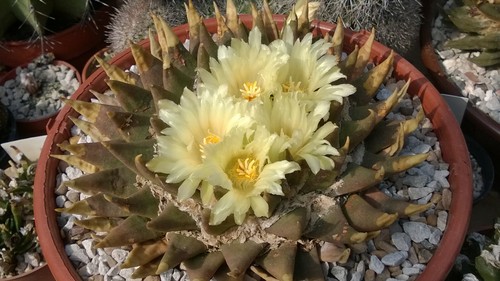 Ariocarpus trigonus fresh - ariocarpus, 20
