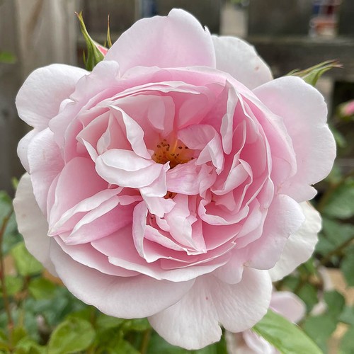 Harkness roses bush rose - bush,