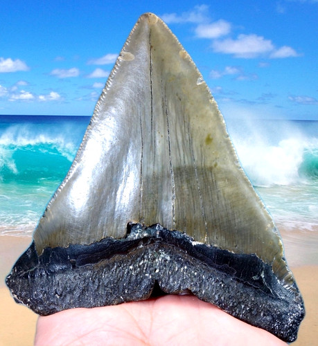 Large wide megalodon - large,