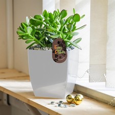Jade Money Plant Friendship