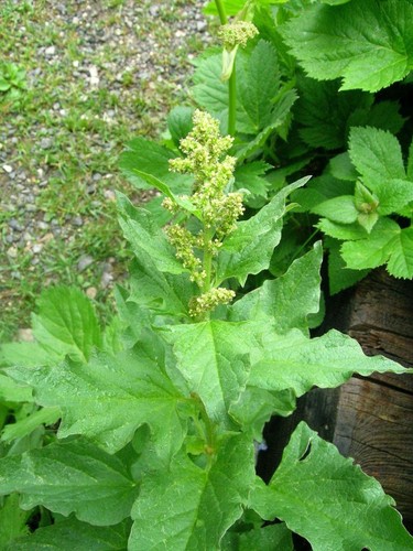 Good king henry rare hardy - rare,