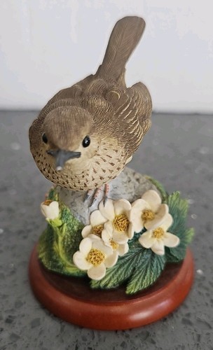 Border fine arts thrush - border,