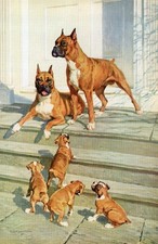 BOXER DOGS AND PUPPIES OLD 1958 DOG ART PRINT