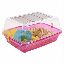 Small Hamster Guinea Pig Pet