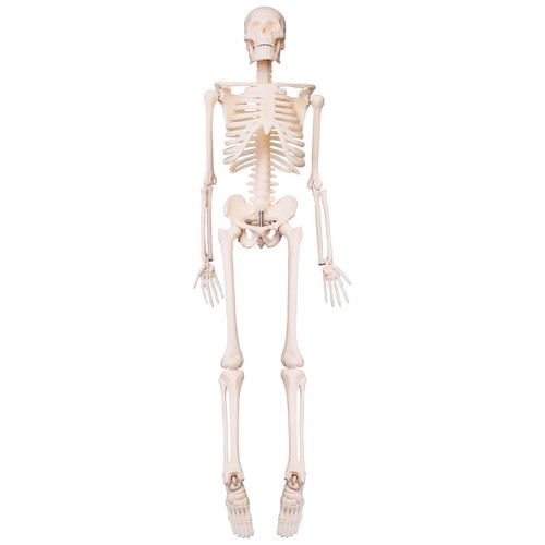 45cm human anatomical anatomy - anatomical,