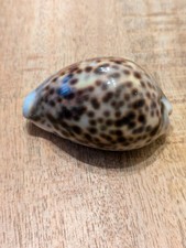 Tiger Cowrie Seashell 7cm Long