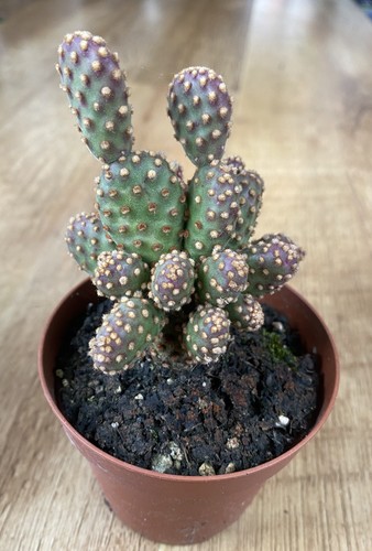 Opuntia rufida minima - opuntia,