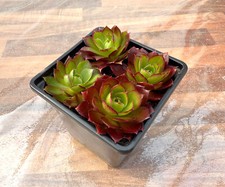 Heuffelii Rosette Plant in 9ct Pot, Hens and Chicks Plant, Hardy Succulent Plant