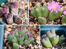 Conophytum Marginatum Mix
